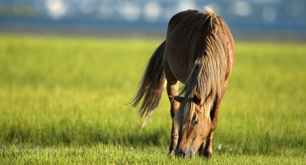 See Wild Horses Roam Free on the North Carolina Coast